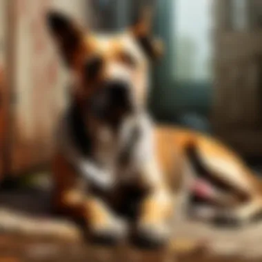 Dog in Discomfort Dog in Discomfort